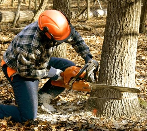 Tree Removal in Terral, OK